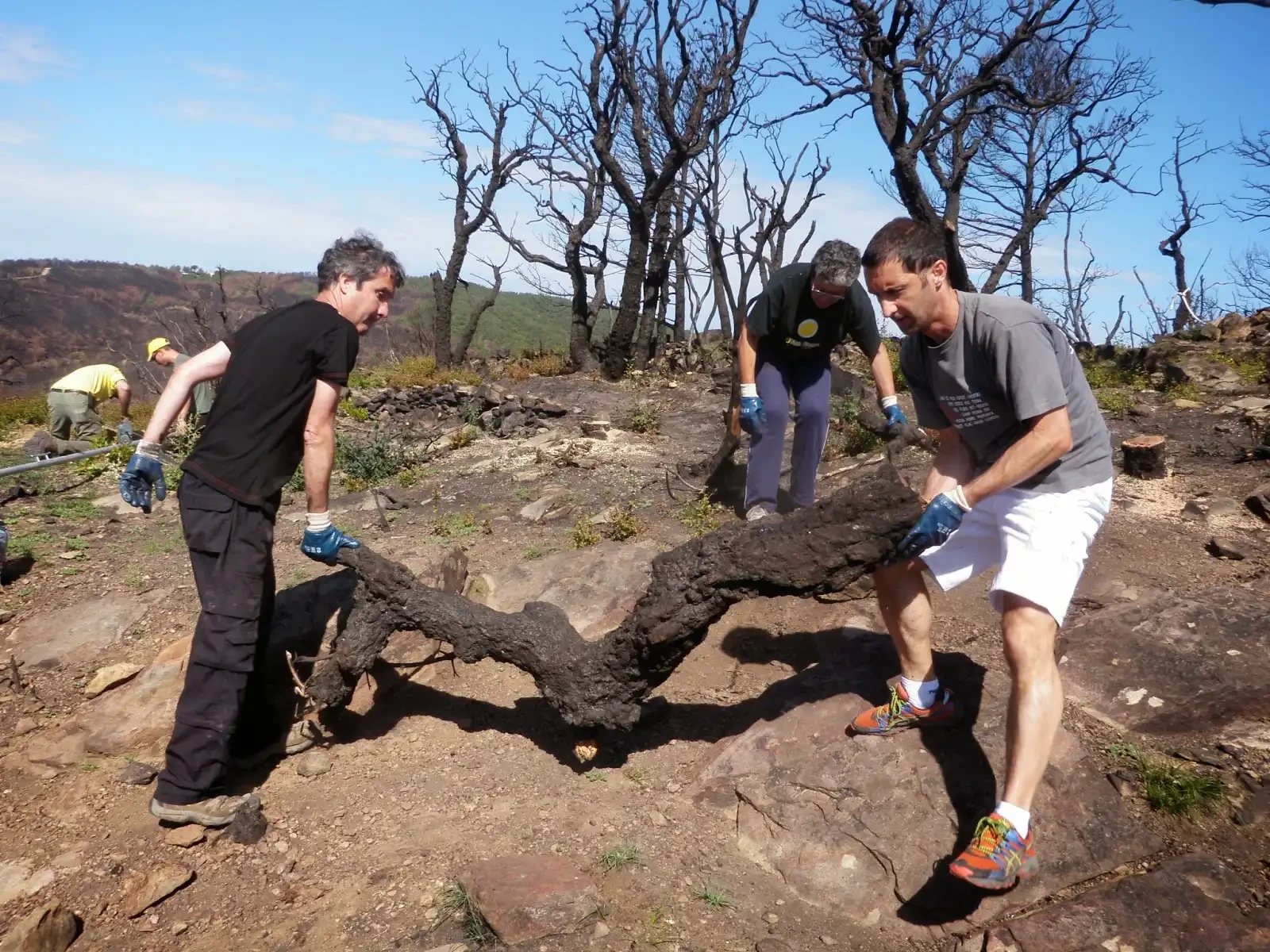 Recuperació després del foc a la Vall de Bell-lloc 2014